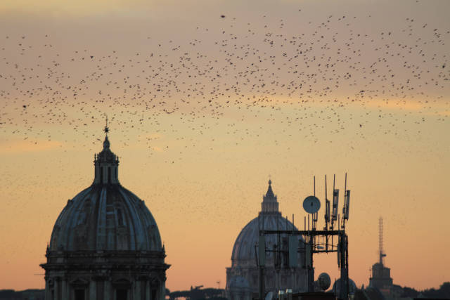 Starling Murmuration in Rome - Best Time