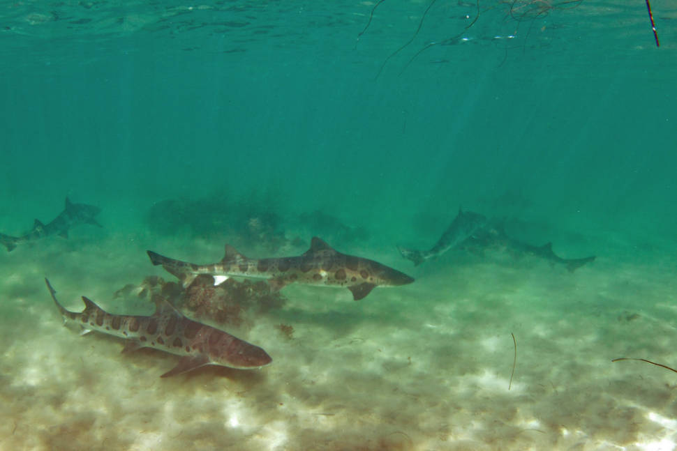 Snorkeling with Leopard Sharks at La Jolla in San Diego - Best Time