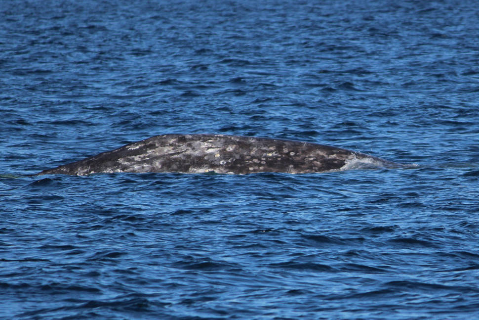 Gray whales off San Diego & Tijuana