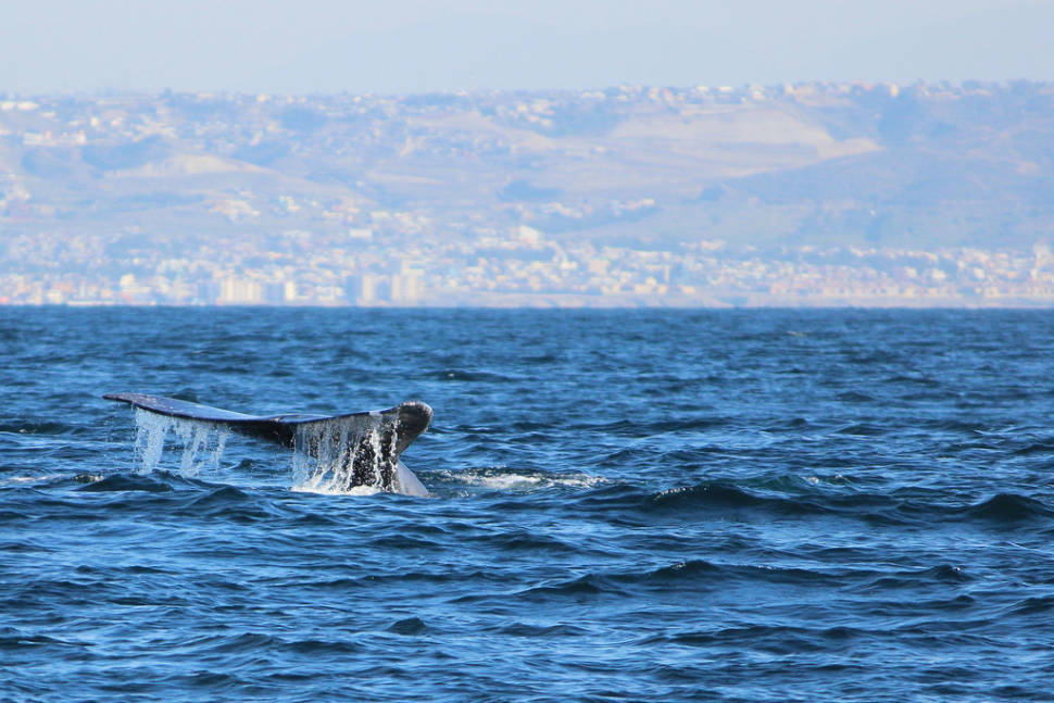 Gray whales off San Diego & Tijuana