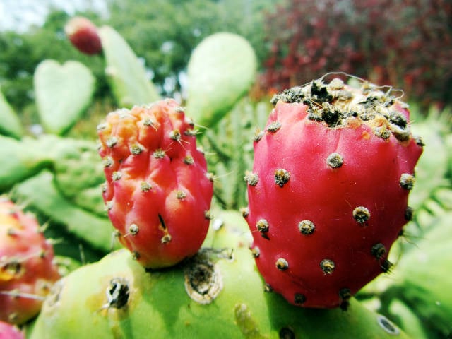 Cactus Pear in San Francisco - Best Time