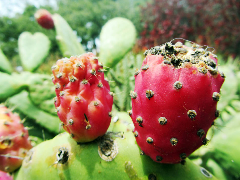 Cactus Pear in San Francisco - Best Time