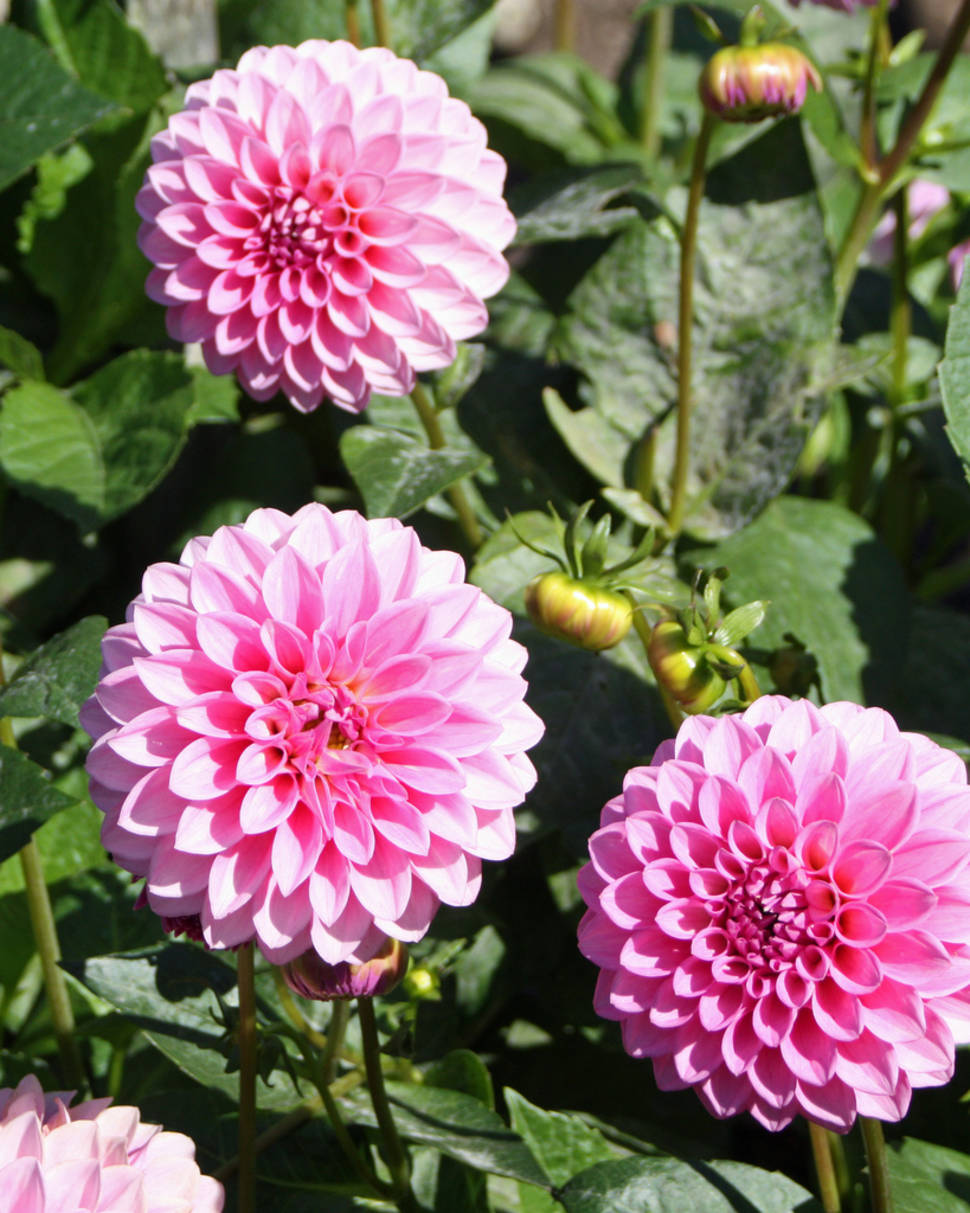 Dahlia Season in San Francisco - Best Season
