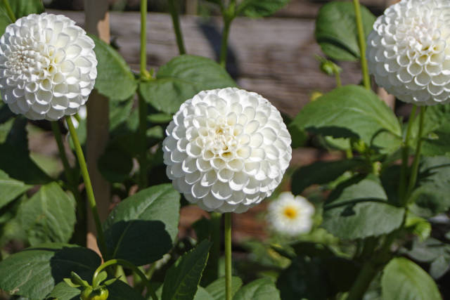 Dahlia Season in San Francisco - Best Time