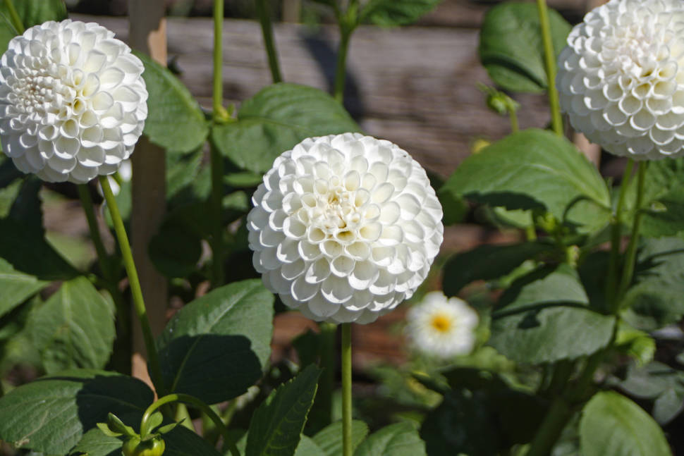 Dahlia Season in San Francisco - Best Time