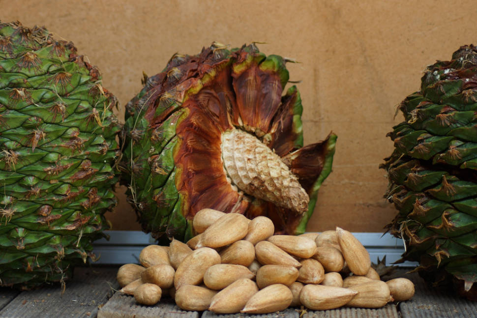 Seeds ready for cooking