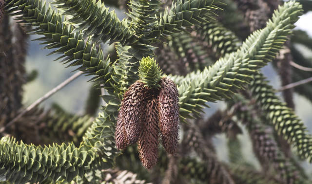 Monkey Puzzle Seeds in San Francisco - Best Time