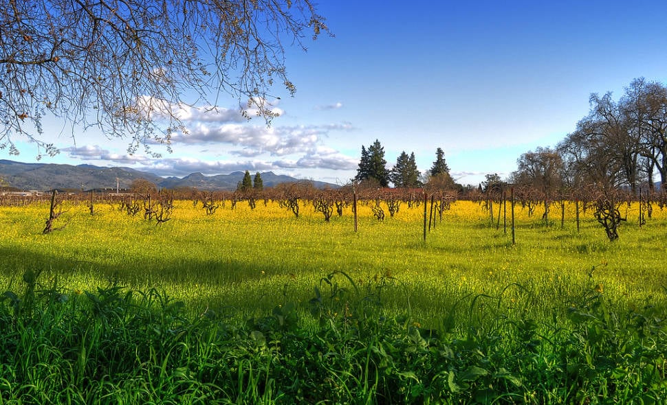 Napa vineyard with mustard flowers