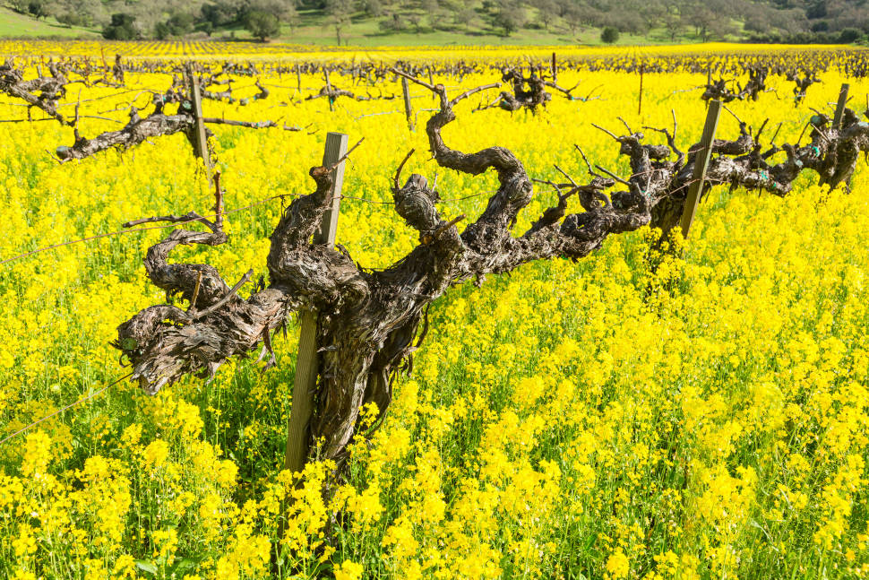 Mustard Bloom in Vineyards in San Francisco - Best Season