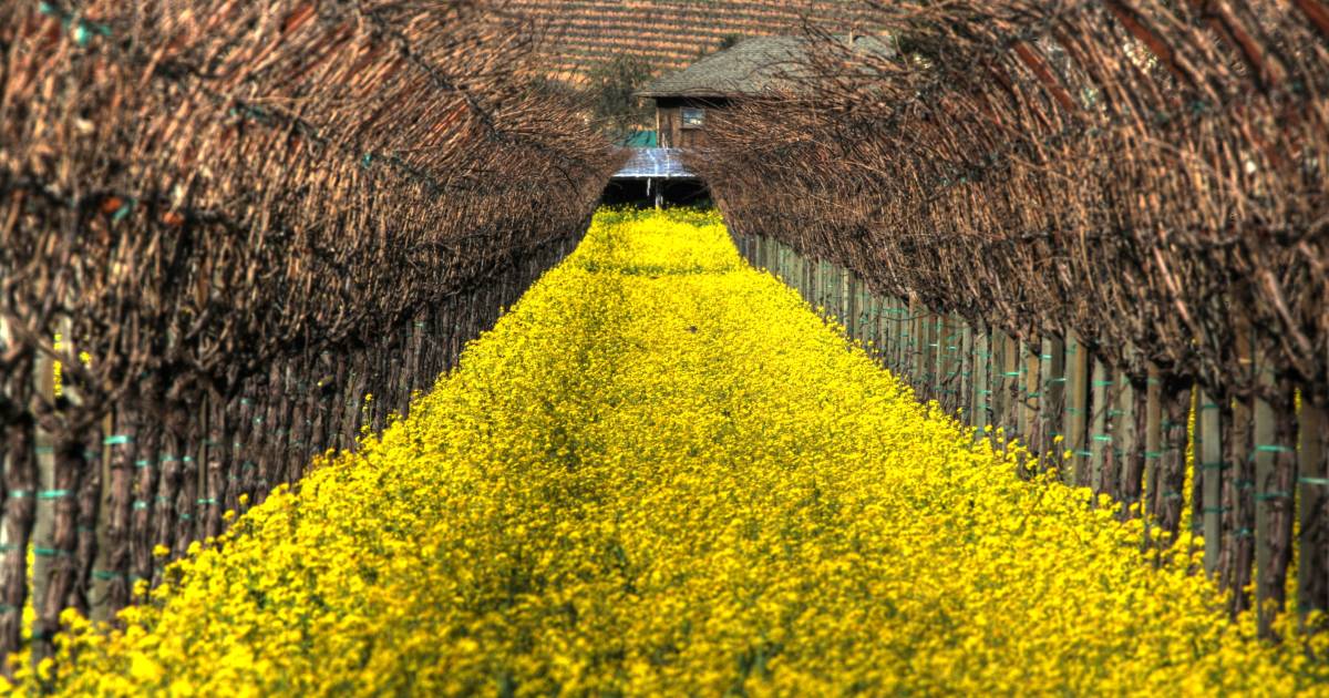 Mustard Bloom in Vineyards in San Francisco - Best Time