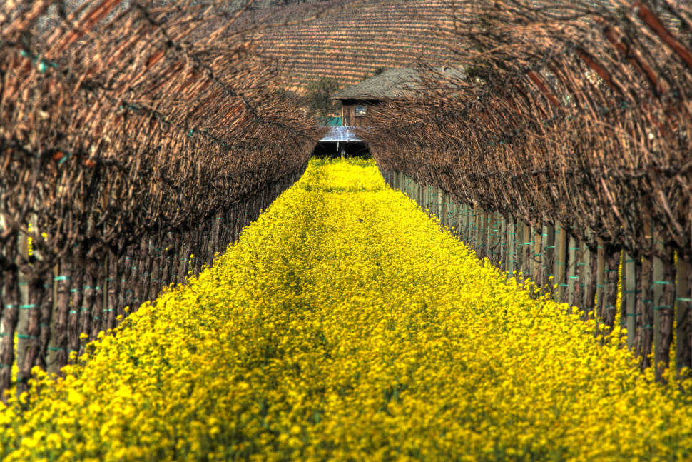 Mustard Bloom in Vineyards in San Francisco - Best Time