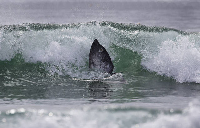 Surfing Gray Whale