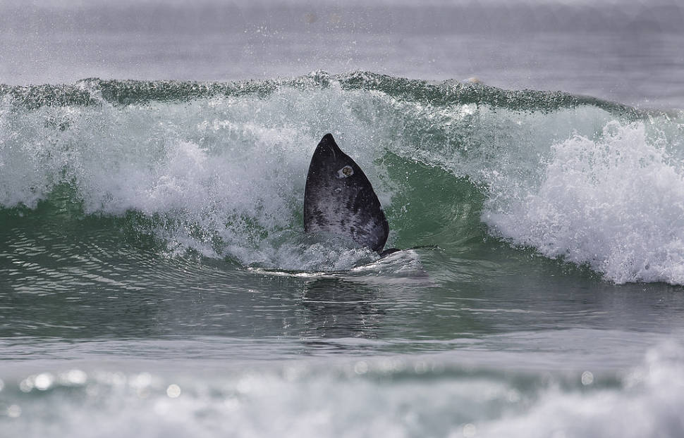 Surfing Gray Whale