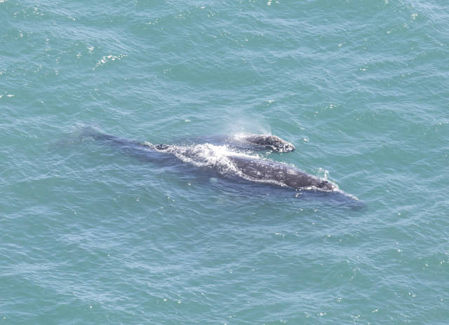Gray whale mother and calf at Point Reyes Lighthouse