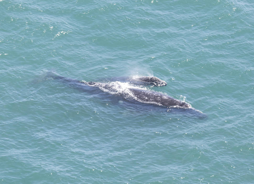 Gray whale mother and calf at Point Reyes Lighthouse