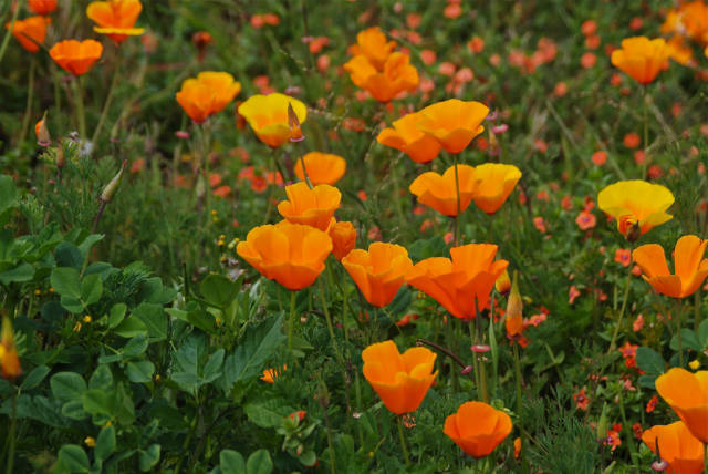 California Poppies