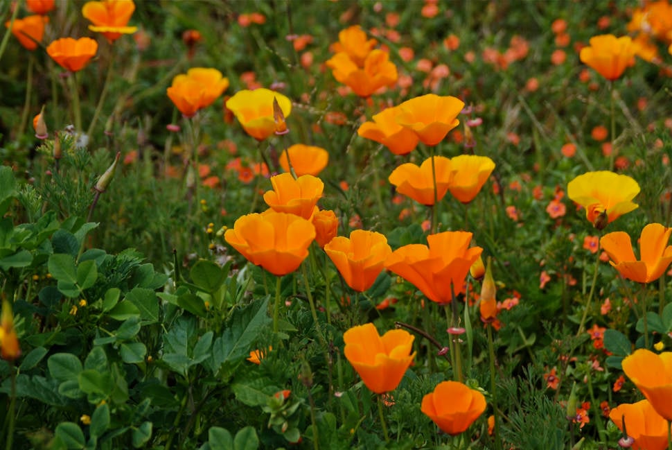 California Poppies