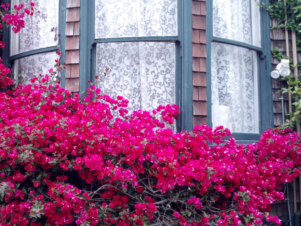 Spring Flowers in San Francisco - Best Time