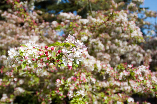 Spring in San Francisco - Best Time