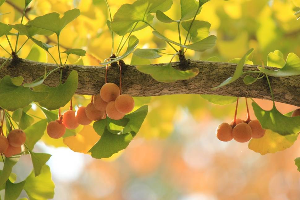 Stinko Ginkgo in San Francisco - Best Season