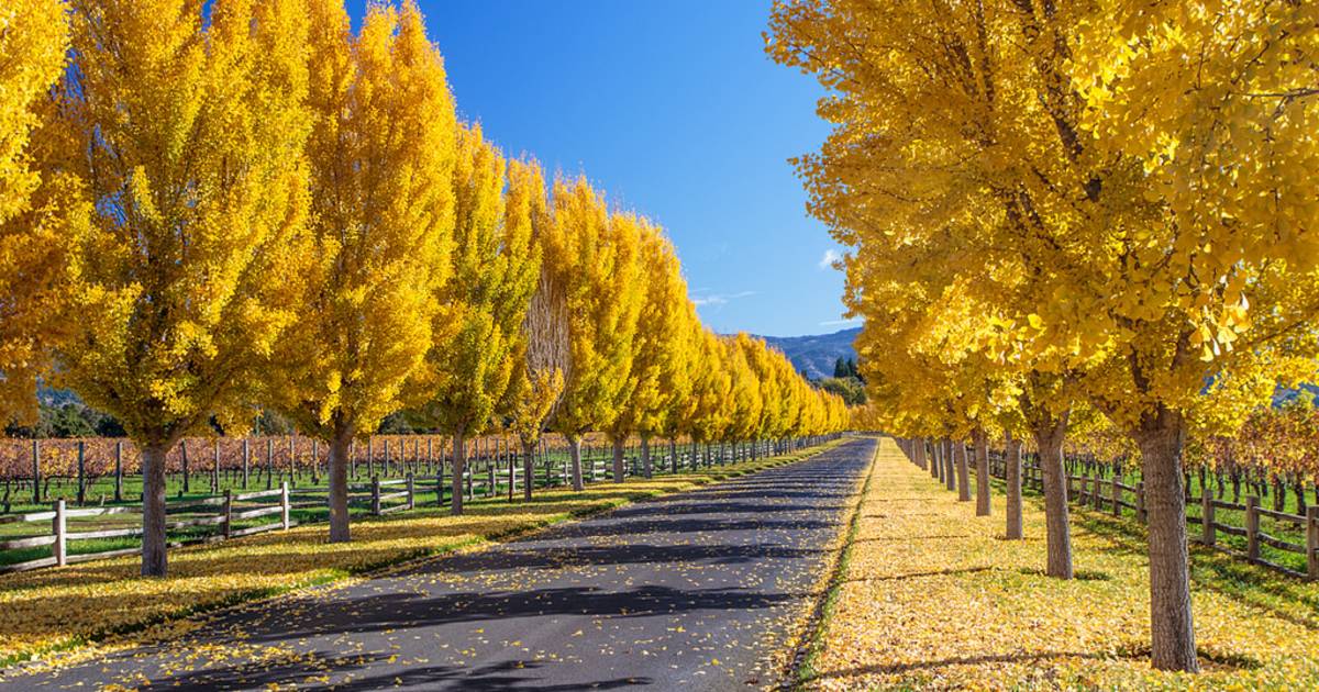 Stinko Ginkgo in San Francisco - Best Time