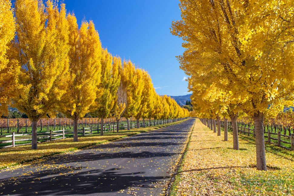Stinko Ginkgo in San Francisco - Best Time