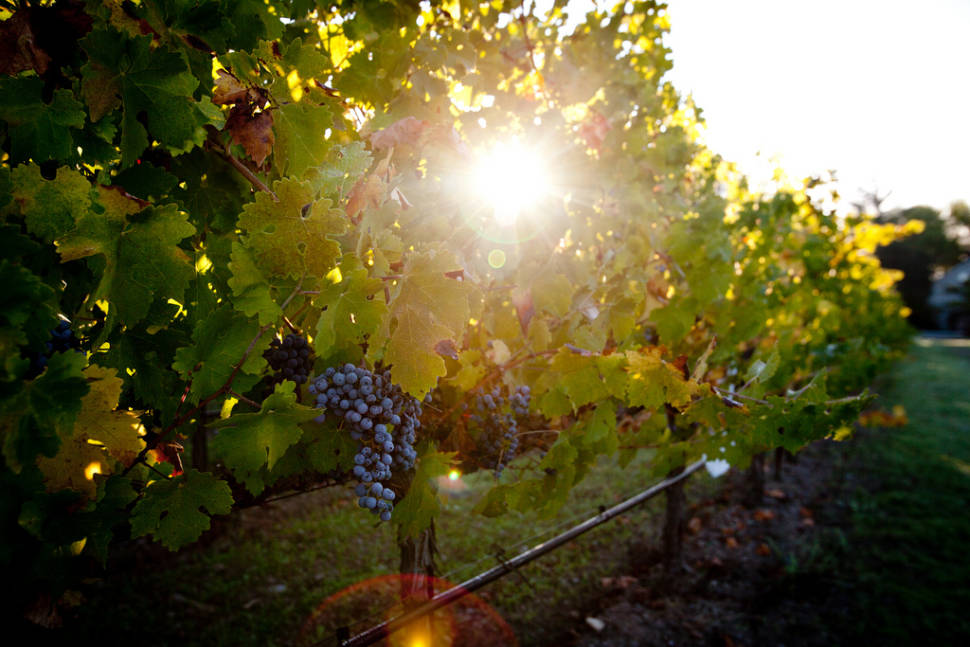 Best time for Wine Season in San Francisco