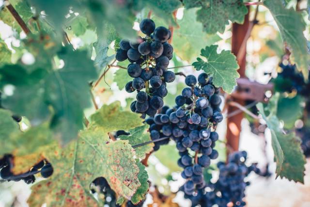 Wine Season in San Francisco - Best Time