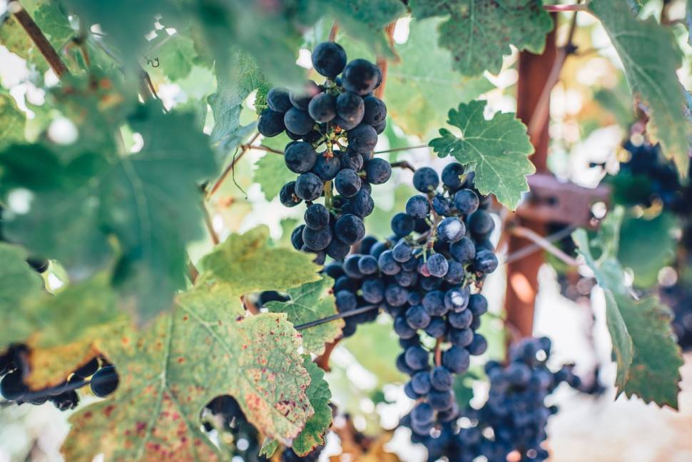 Wine Season in San Francisco - Best Time