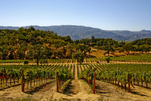 Wine Season in San Francisco - Best Season