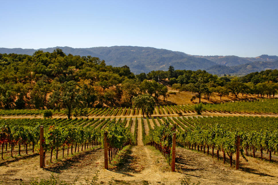 Wine Season in San Francisco - Best Season