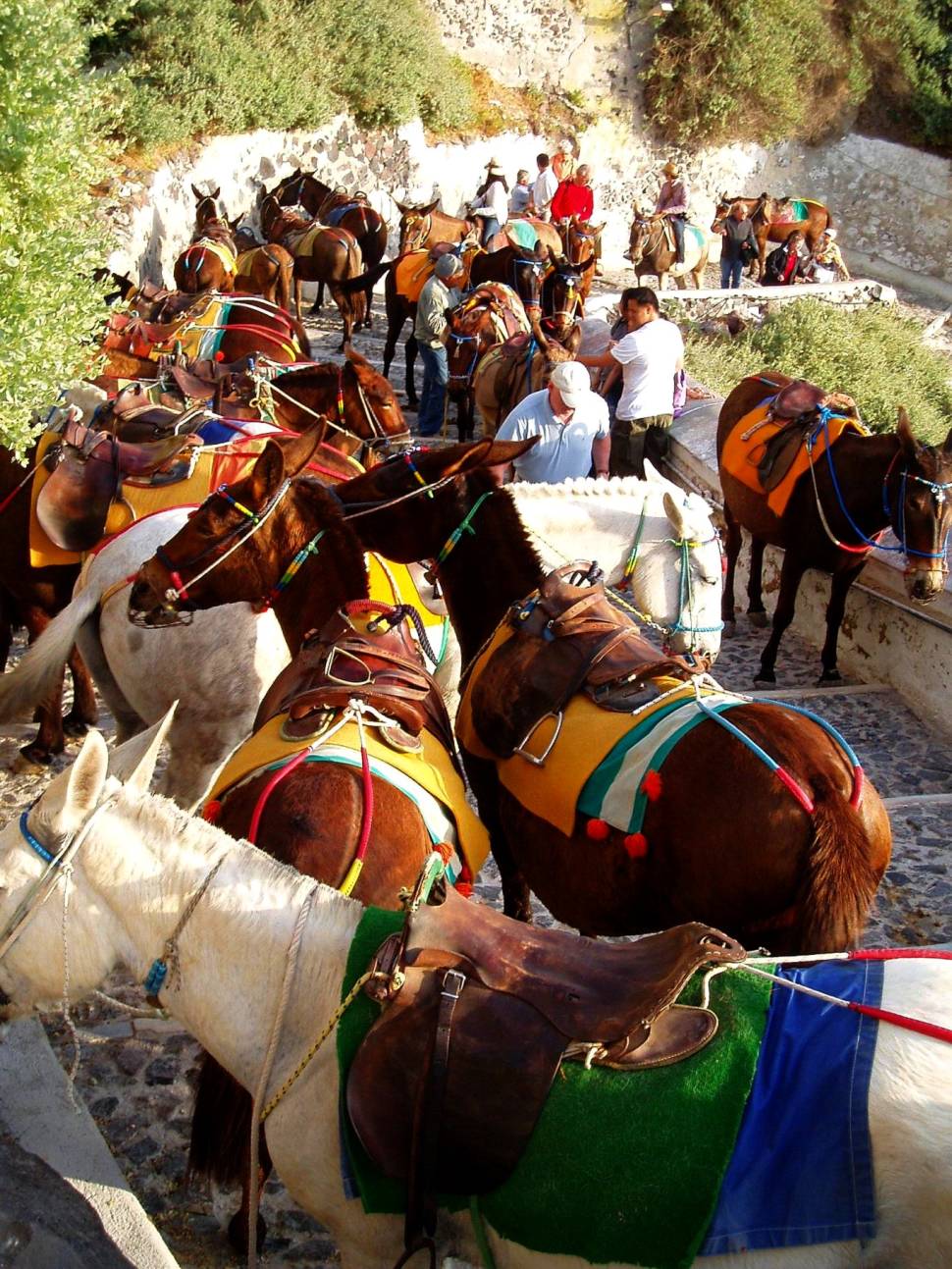 Donkey Ride in Santorini - Best Season