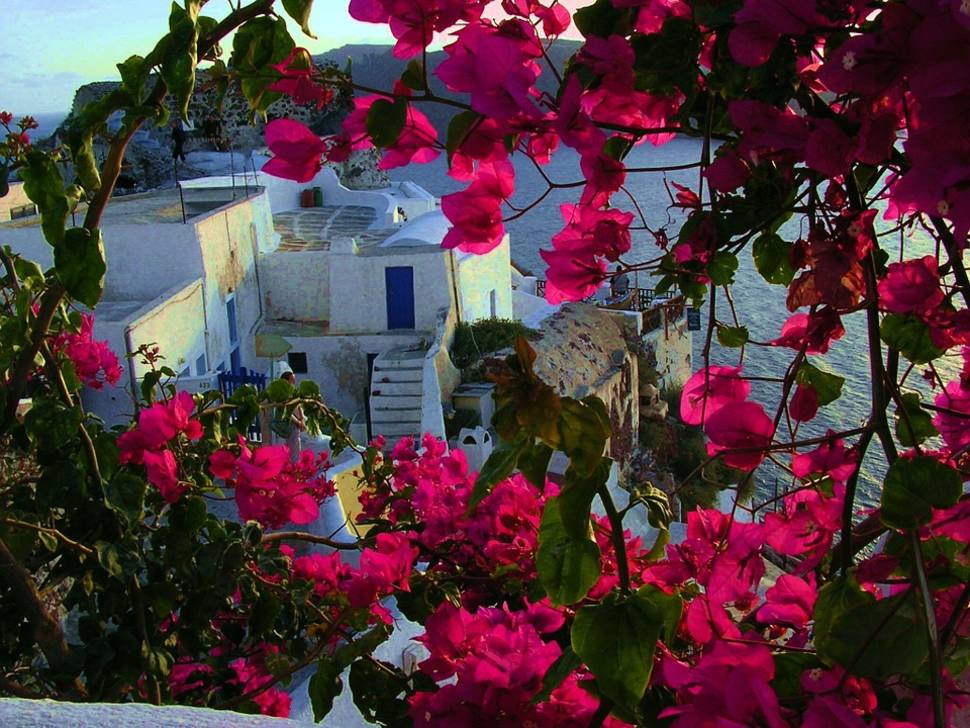 Best Time to See Fuchsia Bougainvillea Bloom in Santorini 2019 - Rove.me