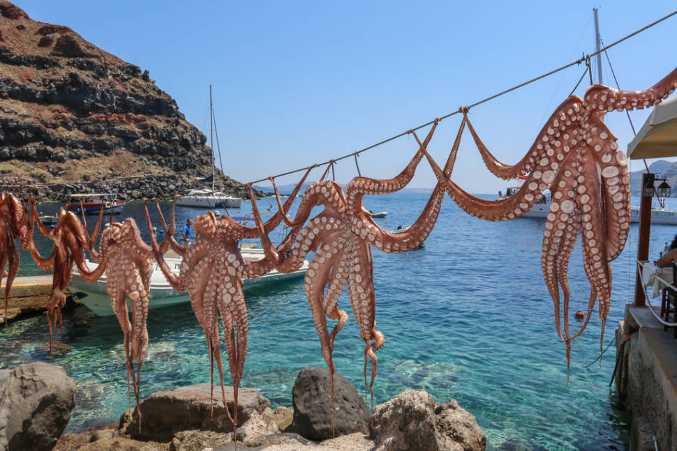 Octopus Season in Santorini - Best Time