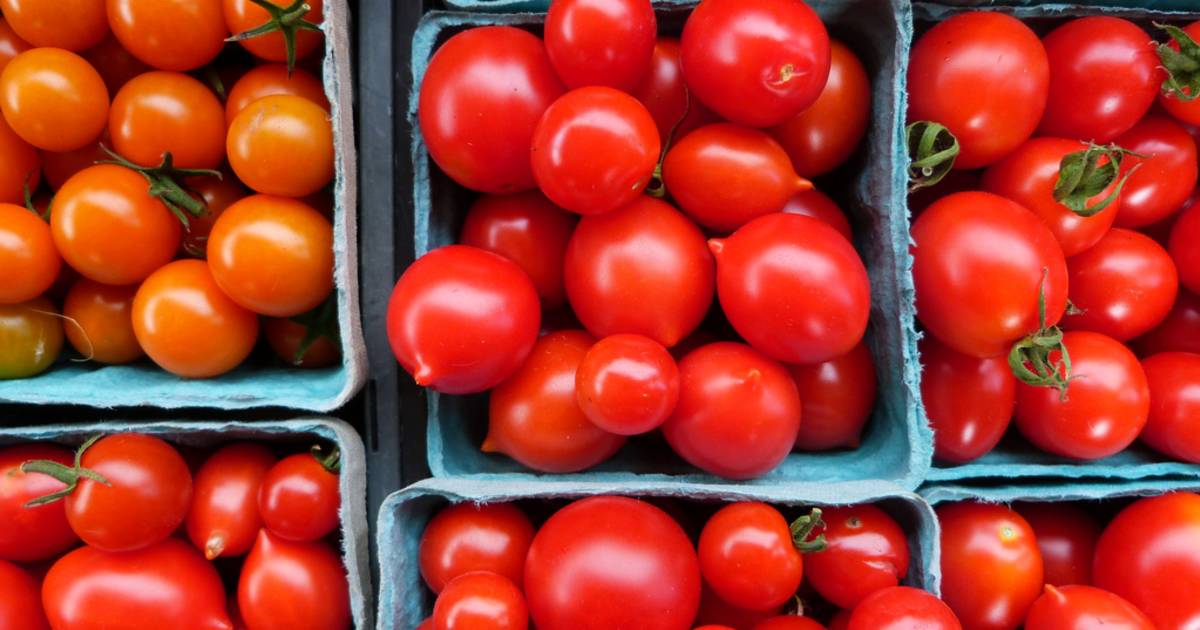 Santorini Cherry Tomatoes in Santorini - Best Time