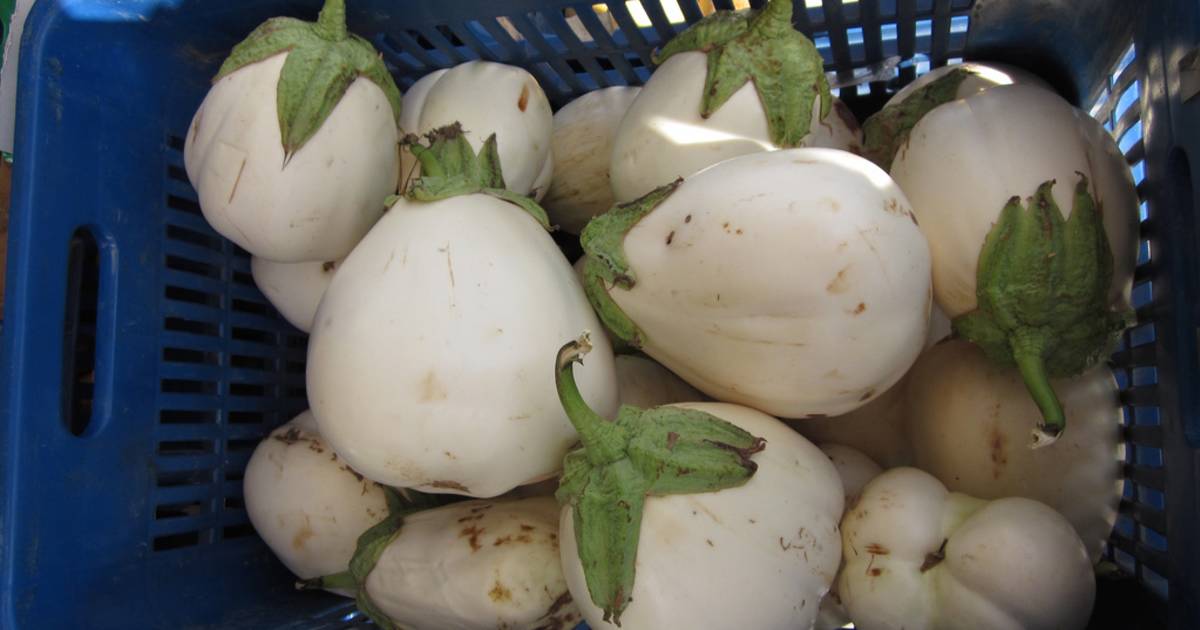 White Aubergine in Santorini - Best Time