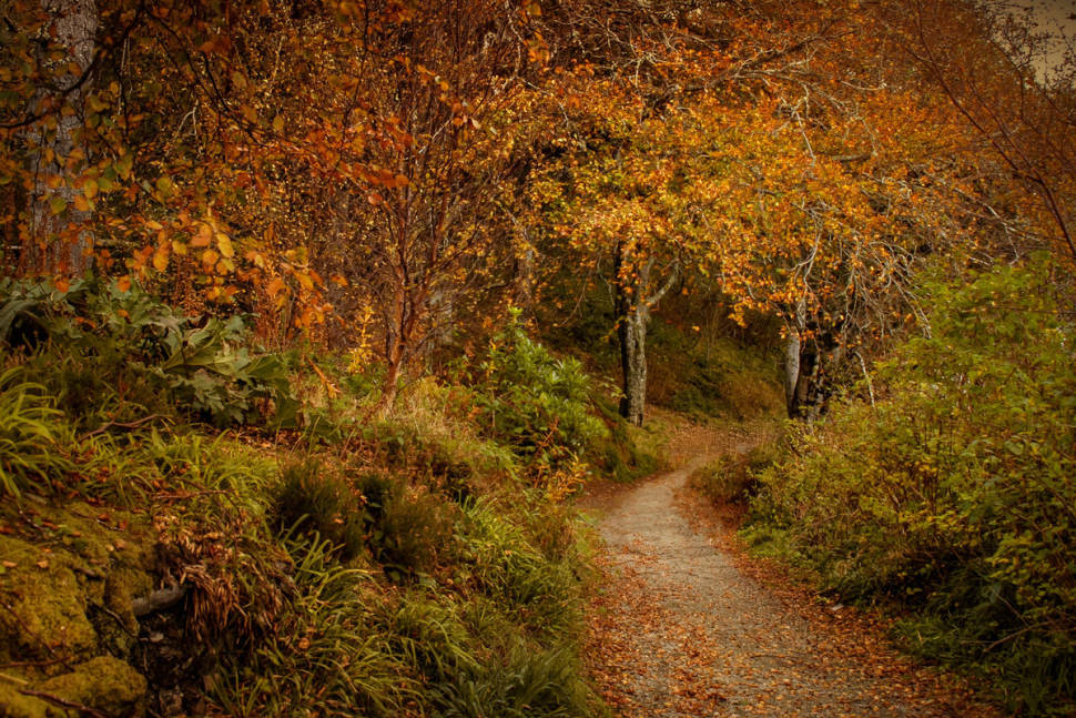 Autumn Foliage in Scotland - Best Season