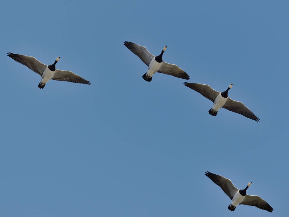 Barnacle Geese in Scotland - Best Season