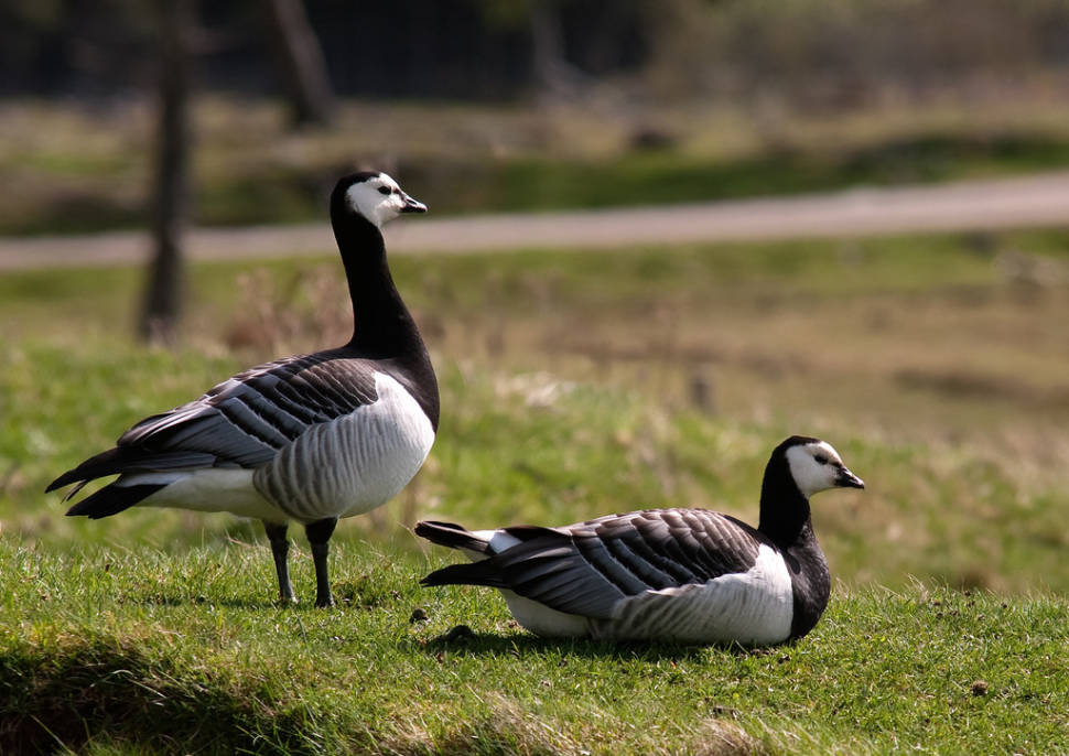 Barnacle Geese in Scotland - Best Time