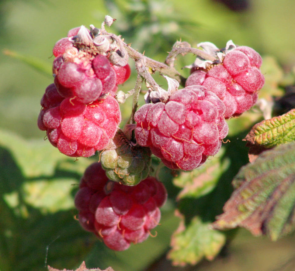 Raspberries