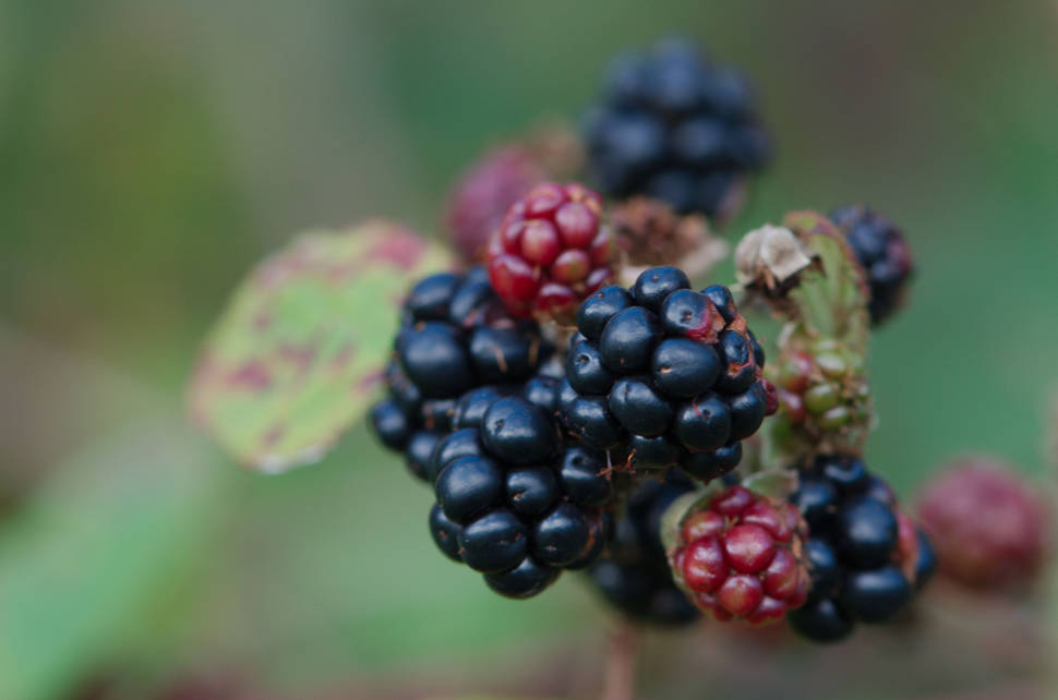 Berry Season in Scotland - Best Time