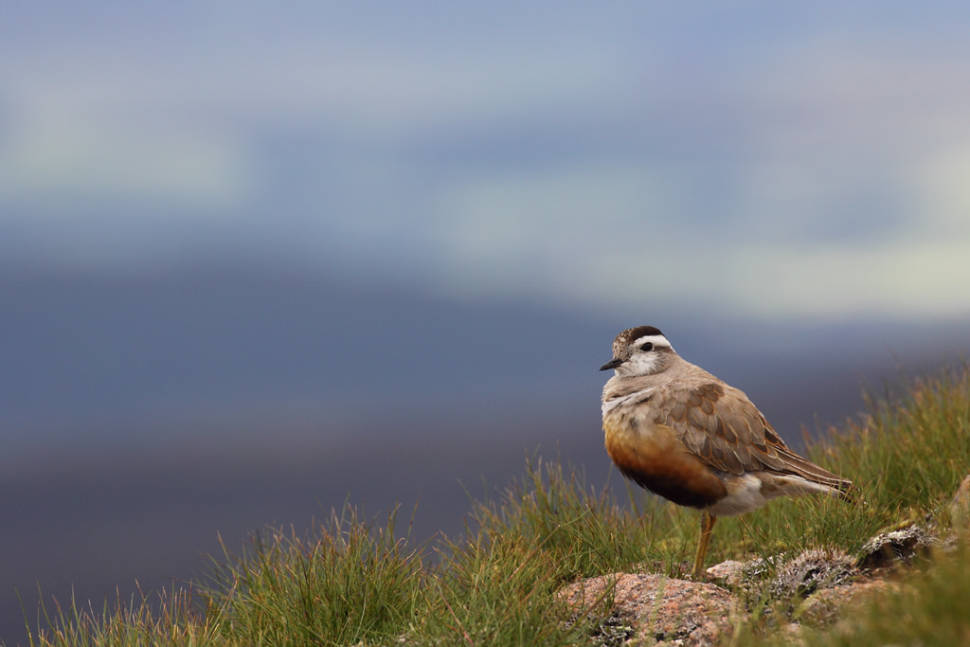 Dotterel