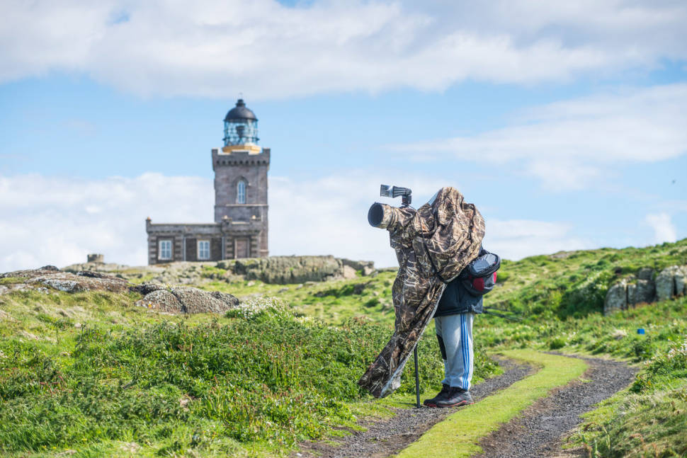 Birdwatching in Scotland - Best Season