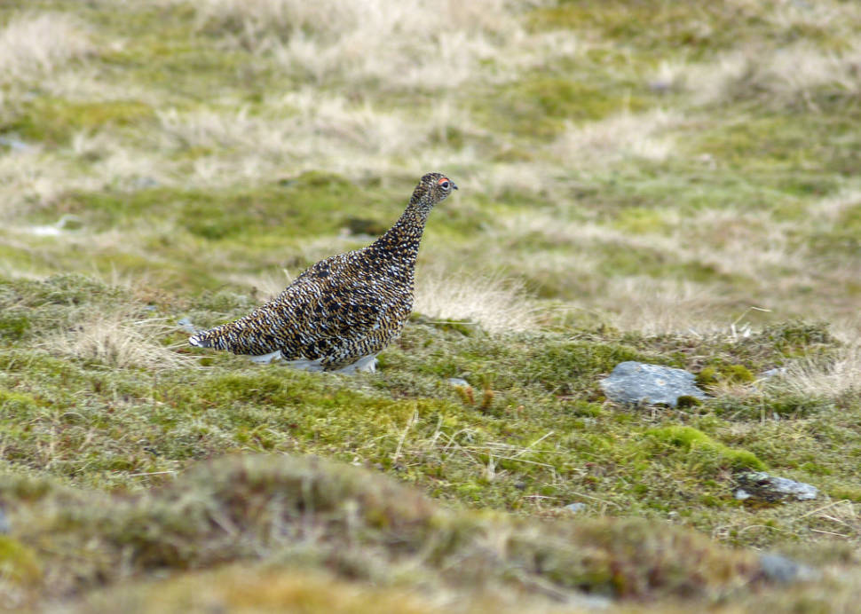 Female Ptarmigan