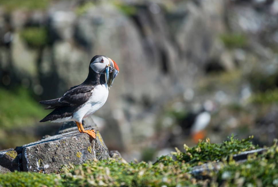 Puffin