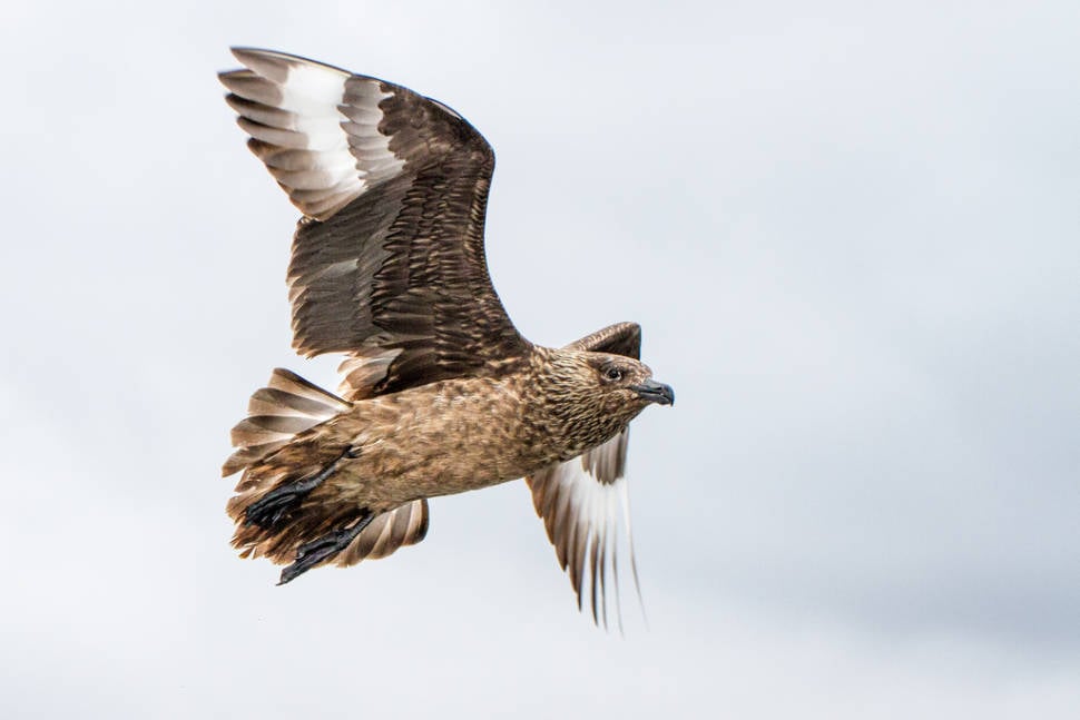 Birdwatching in Scotland - Best Time
