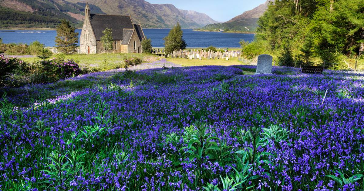 Blooming Bluebells in Scotland - Best Time