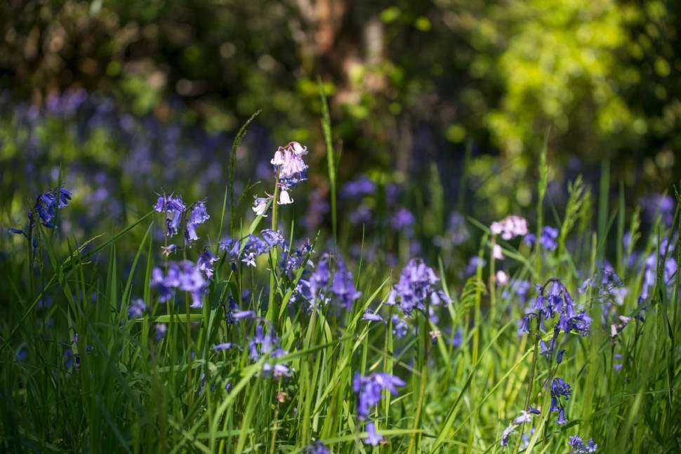 Best time for Blooming Bluebells in Scotland