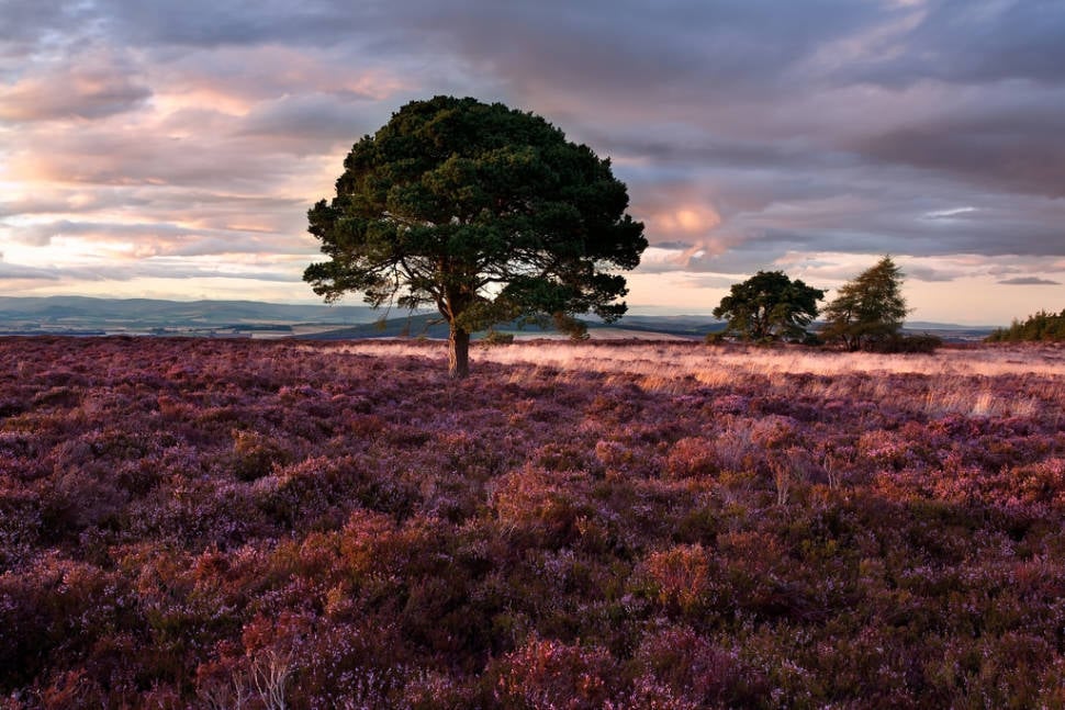 Pine Trees and Heather around Sidlaw Hills, Angus