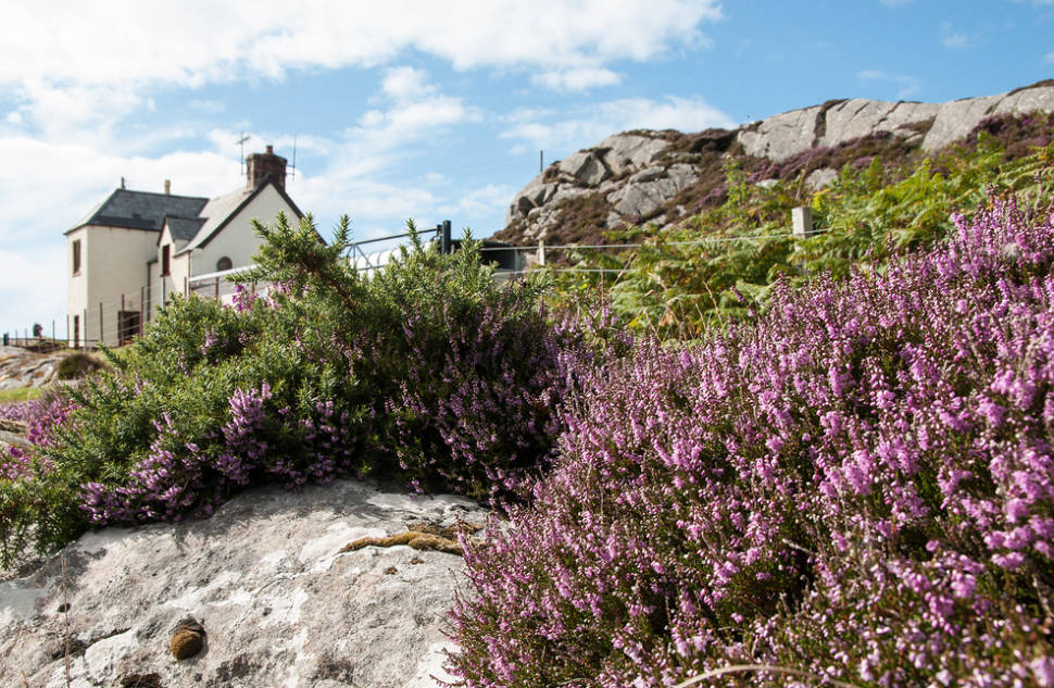 Blooming Heather in Scotland - Best Season